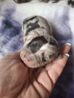 Rita, a female Miniature Australian Shepherd for sale in Factoryville, PA – 1 of 1