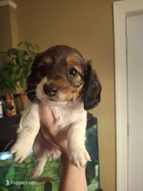 Bentley  – Miniature Dachshund puppy for sale in Factoryville, PA