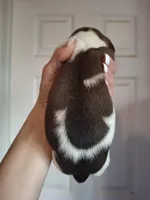 Bentley , a male Miniature Dachshund for sale in Factoryville, PA – Photo 2 of 2