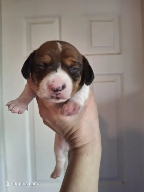 Bentley  – Miniature Dachshund puppy for sale in Factoryville, PA