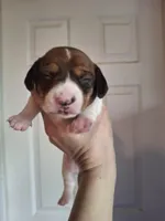 Bentley , a male Miniature Dachshund for sale in Factoryville, PA – Photo 1 of 2