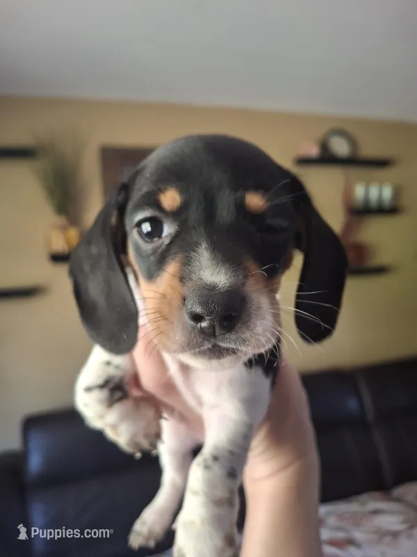 Bella – Miniature Dachshund puppy for sale in Factoryville, PA