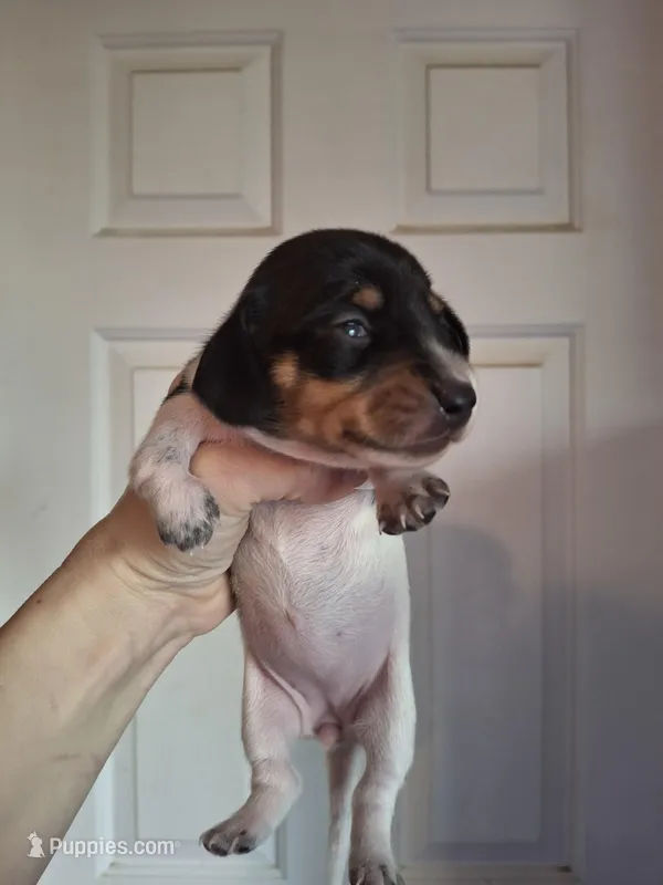 Bella – Miniature Dachshund puppy for sale in Factoryville, PA