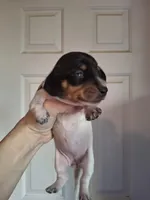 Bella, a female Miniature Dachshund for sale in Factoryville, PA – Photo 1 of 2