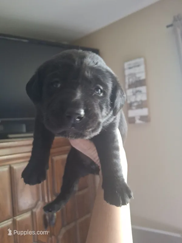 Champion line English labrador black female – Labrador Retriever puppy for sale in Factoryville, PA