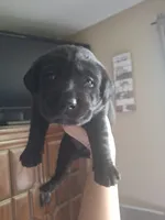 Champion line English labrador black female, a female Labrador Retriever for sale in Factoryville, PA – 1 of 1