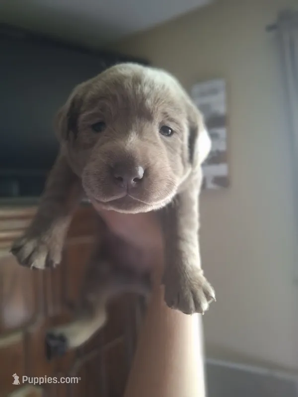 Champion line English labrador silver female – Labrador Retriever puppy for sale in Factoryville, PA