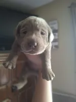 Champion line English labrador silver female, a female Labrador Retriever for sale in Factoryville, PA – 1 of 1