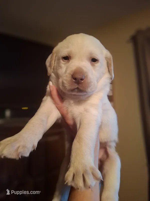 English lab dudley champagne champion lines male – Labrador Retriever puppy for sale in Factoryville, PA