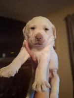 English lab dudley champagne champion lines male, a male Labrador Retriever for sale in Factoryville, PA – 1 of 1