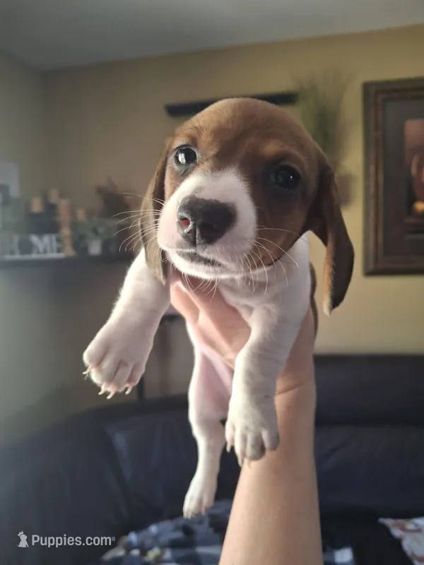 Lily  – Miniature Dachshund puppy for sale in Factoryville, PA