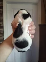 Lily , a female Miniature Dachshund for sale in Factoryville, PA – Photo 2 of 2