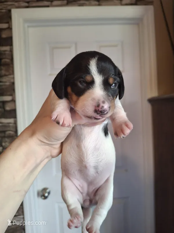 Lily  – Miniature Dachshund puppy for sale in Factoryville, PA