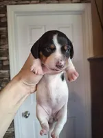 Lily , a female Miniature Dachshund for sale in Factoryville, PA – Photo 1 of 2