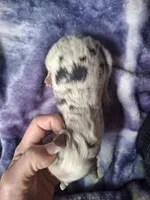 Bubs, a male Miniature Australian Shepherd for sale in Factoryville, PA – 1 of 1