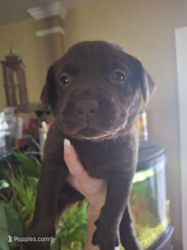 Timber – Labrador Retriever puppy for sale in Factoryville, PA