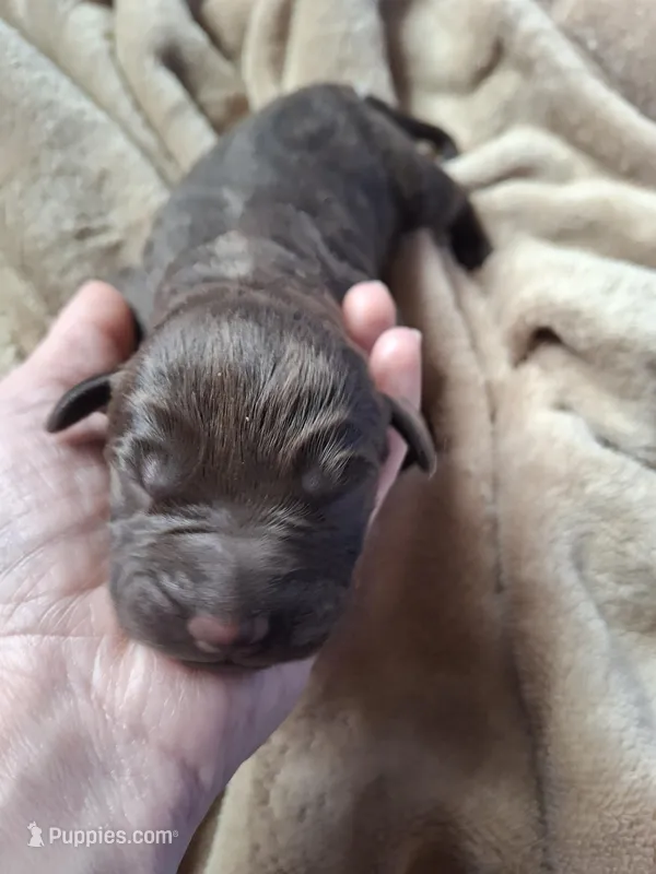 Timber – Labrador Retriever puppy for sale in Factoryville, PA