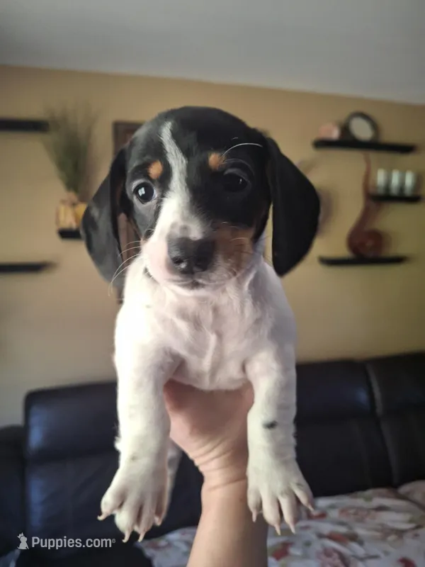 Peanut – Miniature Dachshund puppy for sale in Factoryville, PA