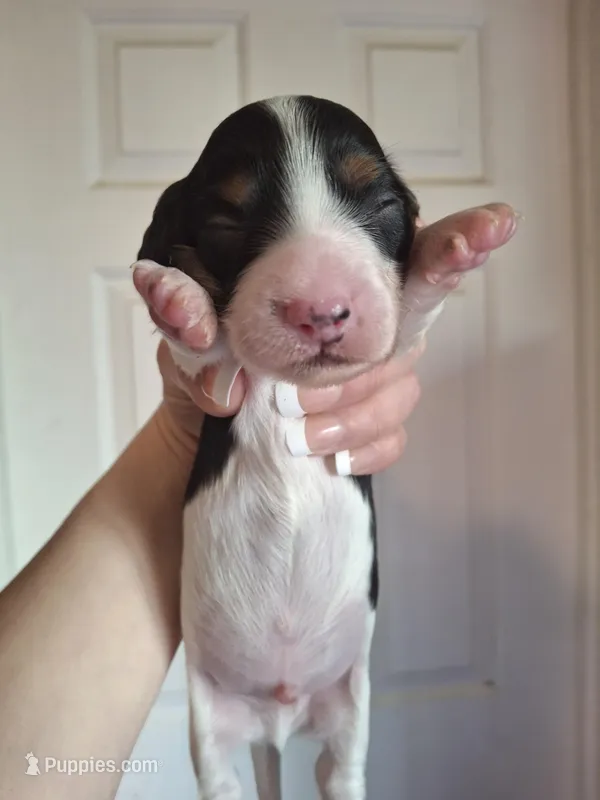 Peanut – Miniature Dachshund puppy for sale in Factoryville, PA