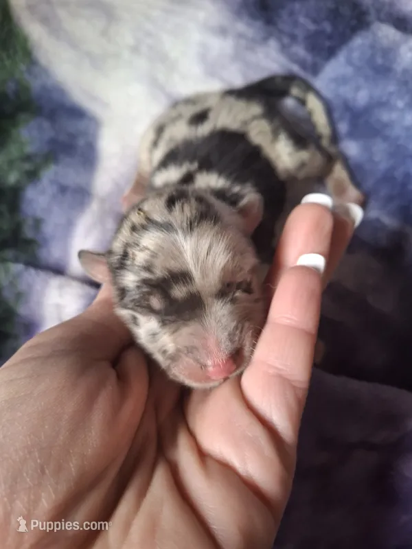 Lavender  – Miniature Australian Shepherd puppy for sale in Factoryville, PA