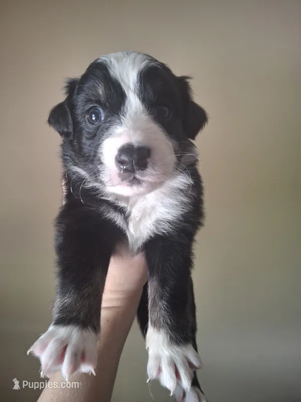 Rocco, a male Miniature Australian Shepherd for sale in Factoryville, PA – 1 of 1