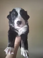 Rocco, a male Miniature Australian Shepherd for sale in Factoryville, PA – 1 of 1