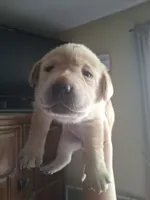 Champion line yellow male English labrador , a male Labrador Retriever for sale in Factoryville, PA – 1 of 1