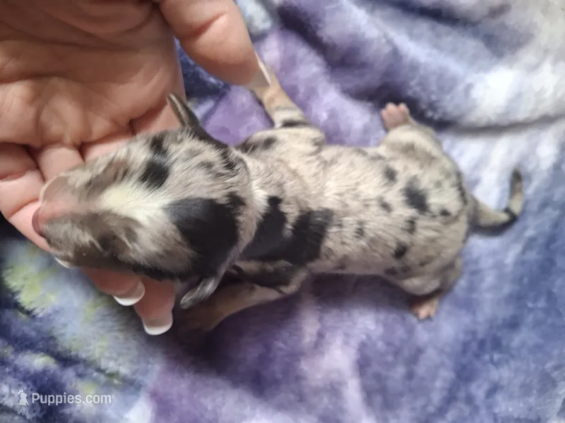 Roger – Miniature Australian Shepherd puppy for sale in Factoryville, PA