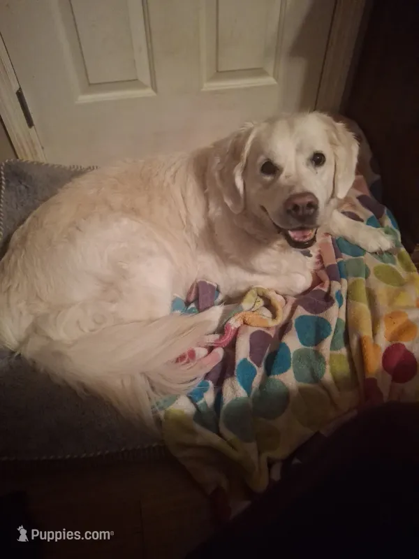 Abigail  – English Cream Golden Retriever puppy for sale in Factoryville, PA