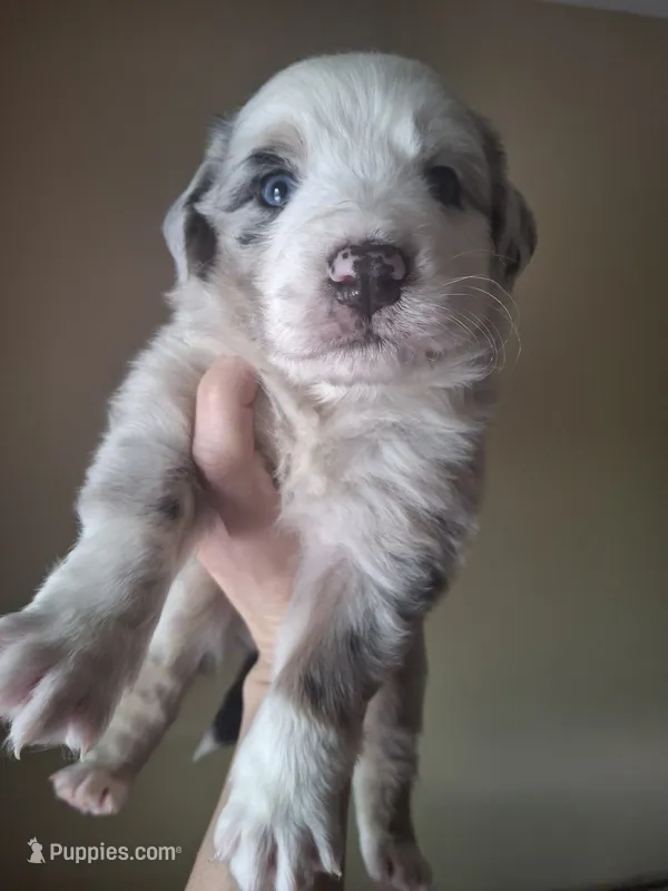 Bubs – Miniature Australian Shepherd puppy for sale in Factoryville, PA