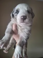 Bubs, a male Miniature Australian Shepherd for sale in Factoryville, PA – 1 of 1