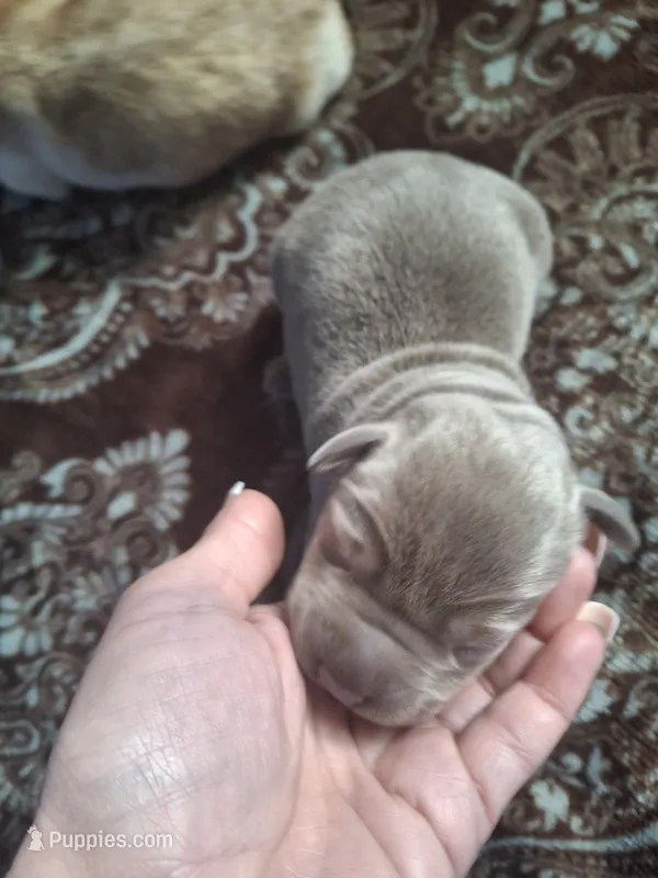 Champion line English labrador silver female – Labrador Retriever puppy for sale in Factoryville, PA