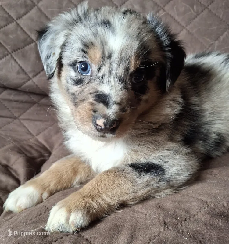 Mini aussie litter expected!  – Miniature Australian Shepherd puppy for sale in Factoryville, PA