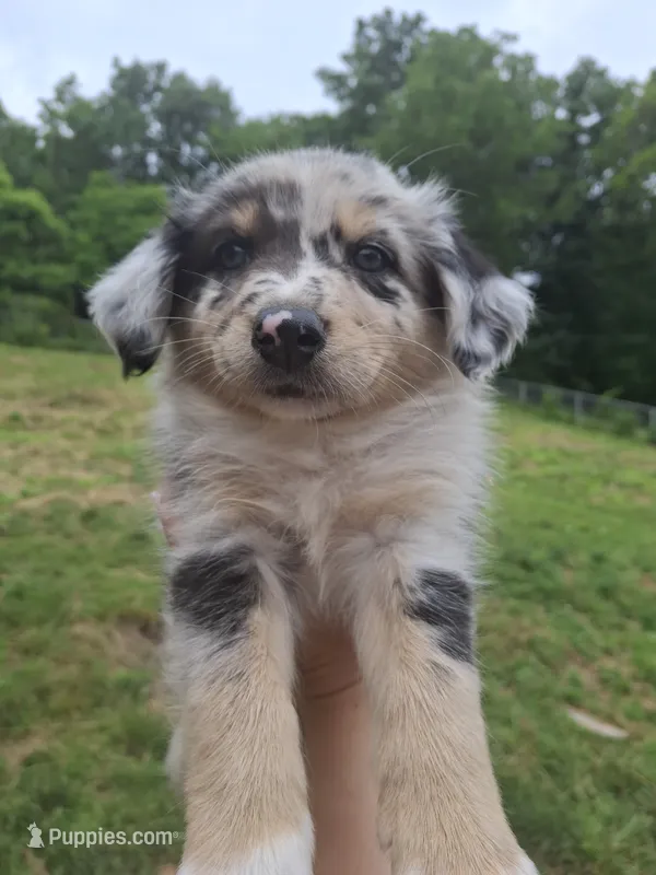 Marla – Miniature Australian Shepherd puppy for sale in Factoryville, PA