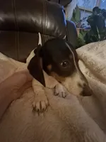 Peanut, a female Miniature Dachshund for sale in Factoryville, PA – 1 of 3