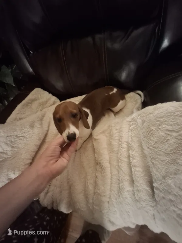 Lily  – Miniature Dachshund puppy for sale in Factoryville, PA