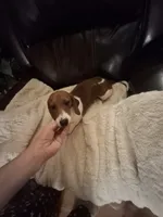 Lily , a female Miniature Dachshund for sale in Factoryville, PA – 1 of 2