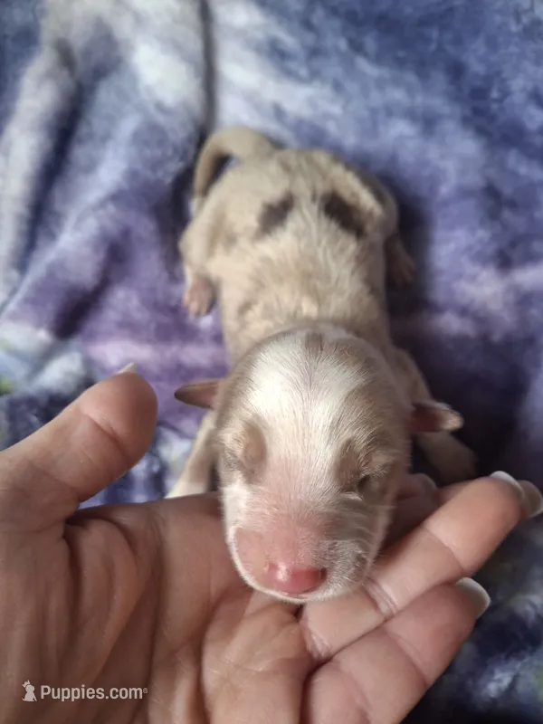 Ritz – Miniature Australian Shepherd puppy for sale in Factoryville, PA