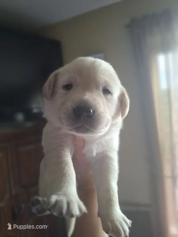 Champion line English labrador champagne – Labrador Retriever puppy for sale in Factoryville, PA