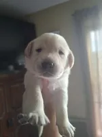 Champion line English labrador champagne, a male Labrador Retriever for sale in Factoryville, PA – 1 of 1