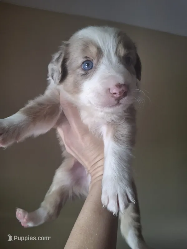 Ritz – Miniature Australian Shepherd puppy for sale in Factoryville, PA