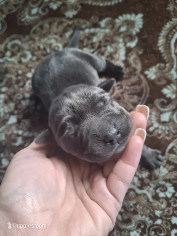 Champion line English labrador charcoal female – Labrador Retriever puppy for sale in Factoryville, PA