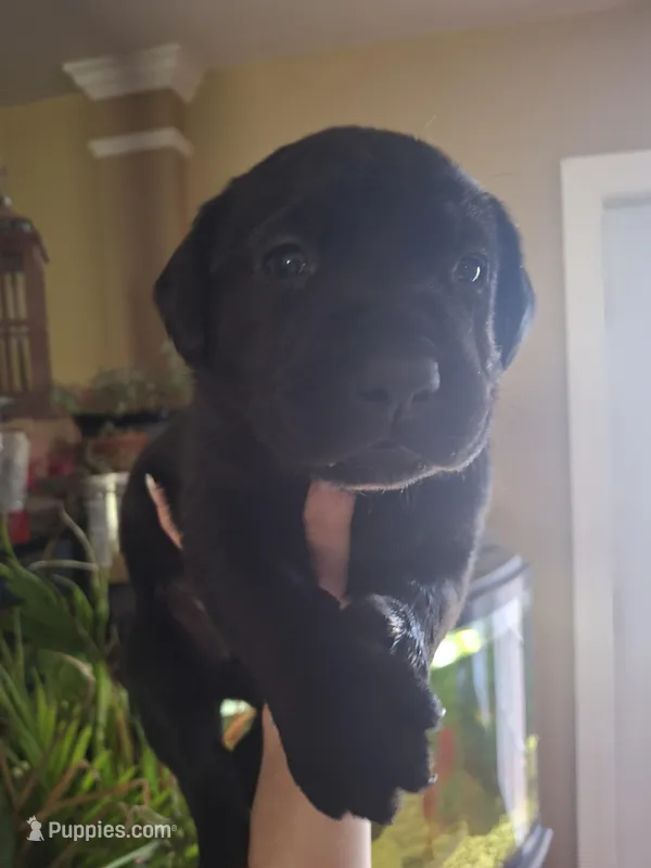 Denali  – Labrador Retriever puppy for sale in Factoryville, PA