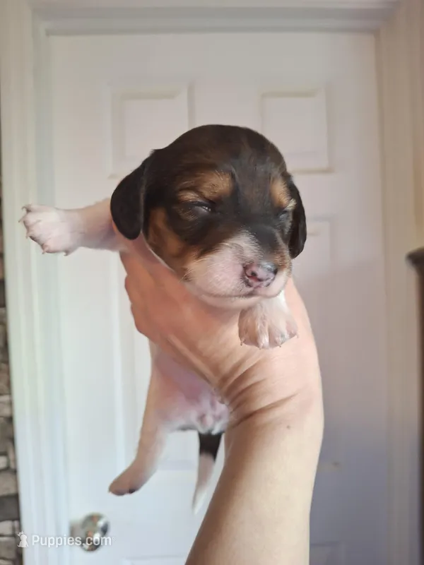 Harley – Miniature Dachshund puppy for sale in Factoryville, PA