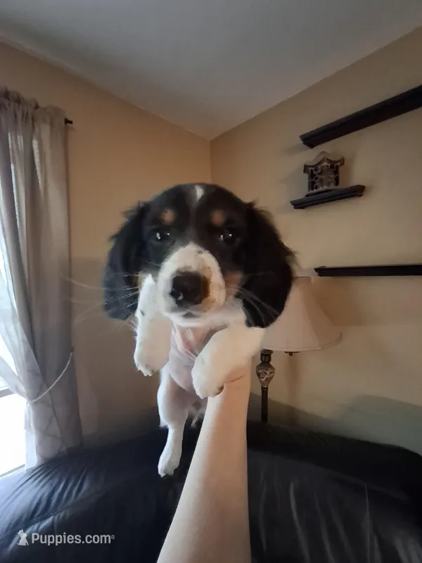 Harley – Miniature Dachshund puppy for sale in Factoryville, PA