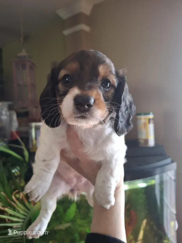 Harley – Miniature Dachshund puppy for sale in Factoryville, PA
