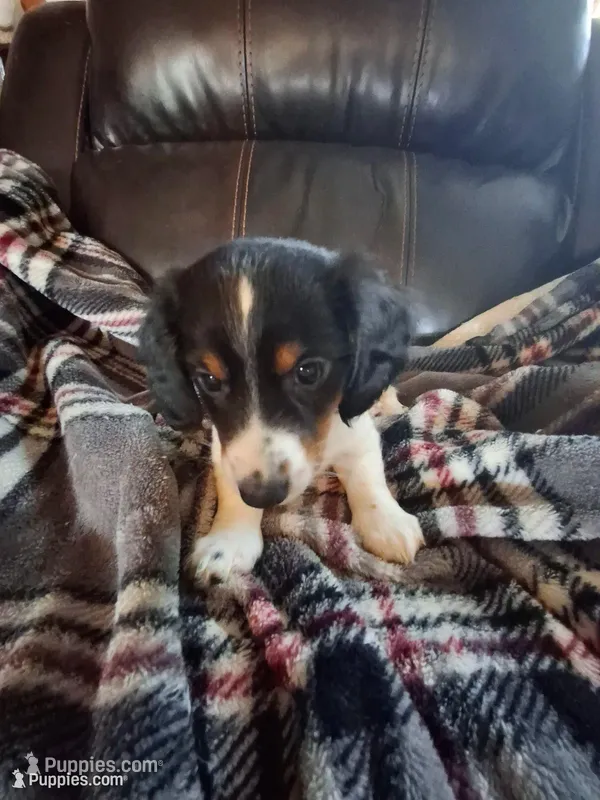 Harley – Miniature Dachshund puppy for sale in Factoryville, PA