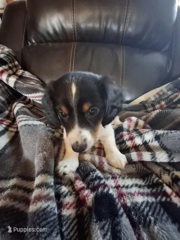 Harley – Miniature Dachshund puppy for sale in Factoryville, PA