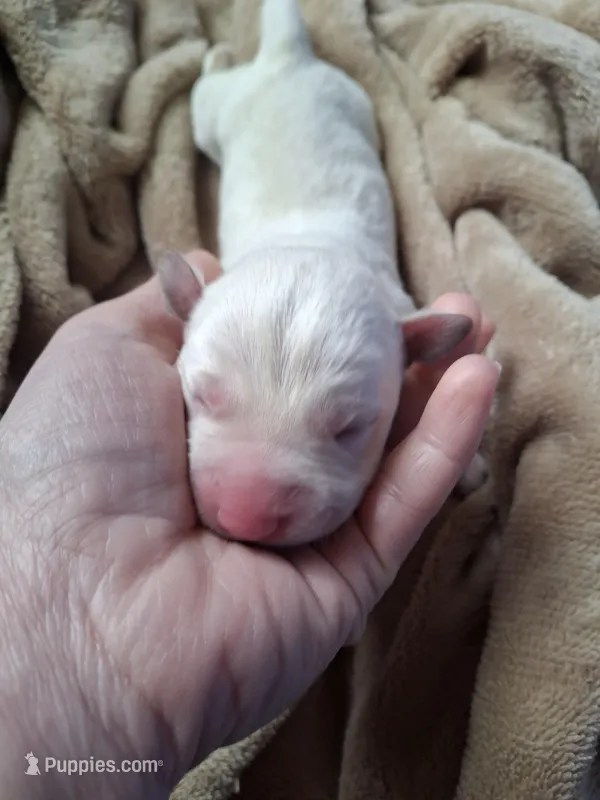 Alpine – Labrador Retriever puppy for sale in Factoryville, PA