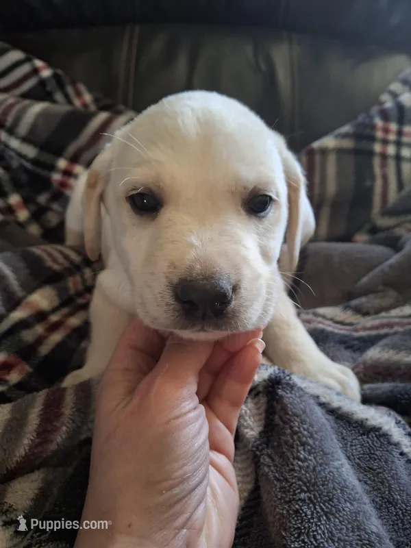 Alpine – Labrador Retriever puppy for sale in Factoryville, PA